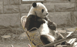 哈士奇搞笑表情包gif