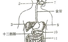 消化系统的组成和功能图,结构、功能与营养吸收的奥秘