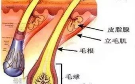 私密处为什么会长毛,揭秘生理与遗传因素