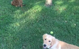 一家有四口养着一条狗打一字,犬伴温馨——一家四口与爱犬的温馨日常”