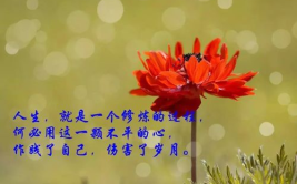 人生感悟语录,启迪心灵，指引前行