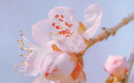 春天的简短美句,诗意盎然——春天的美丽瞬间