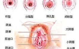 私密处结构,女性生理奥秘大公开